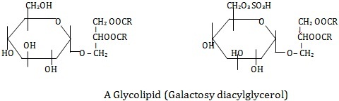 Galactosyl diacylglycerol